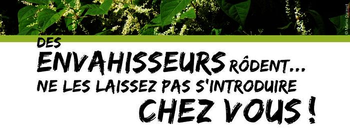 Plantes envahissantes